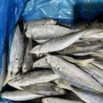 Frozen Fish for Sale