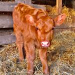 Angus Cattle Female calf