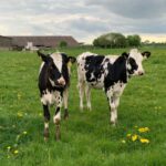 Holstein Friesian Female calf