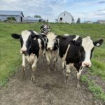 Holstein Friesian Male calf