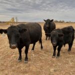 Angus Cattle Female