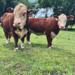 Hereford Cattle Female