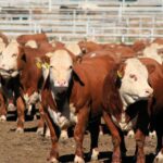 Hereford Cattle Herd