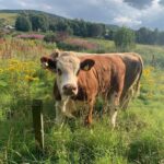 Hereford Cattle Male