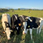 Holstein Friesian Male