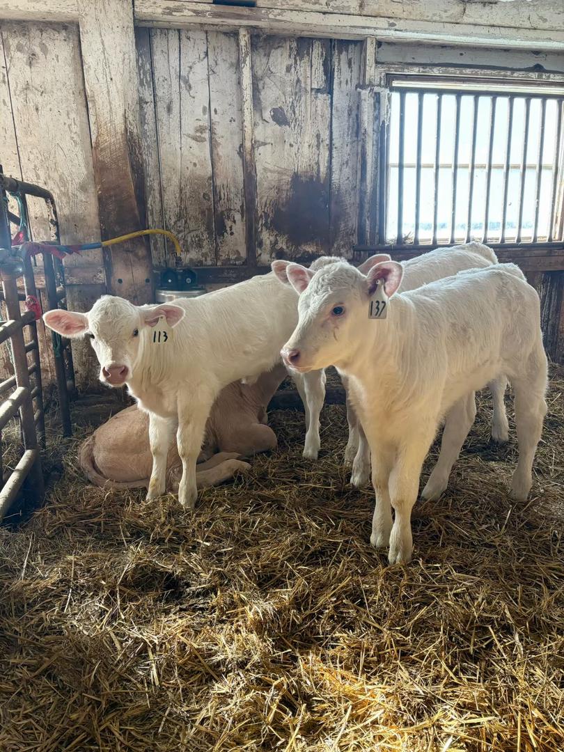 WhatsApp Image 2025-10-05 at 01.37.49 (1) Charolais Cattle Male calf - Image 1
