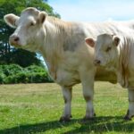 Charolais Cattle Male