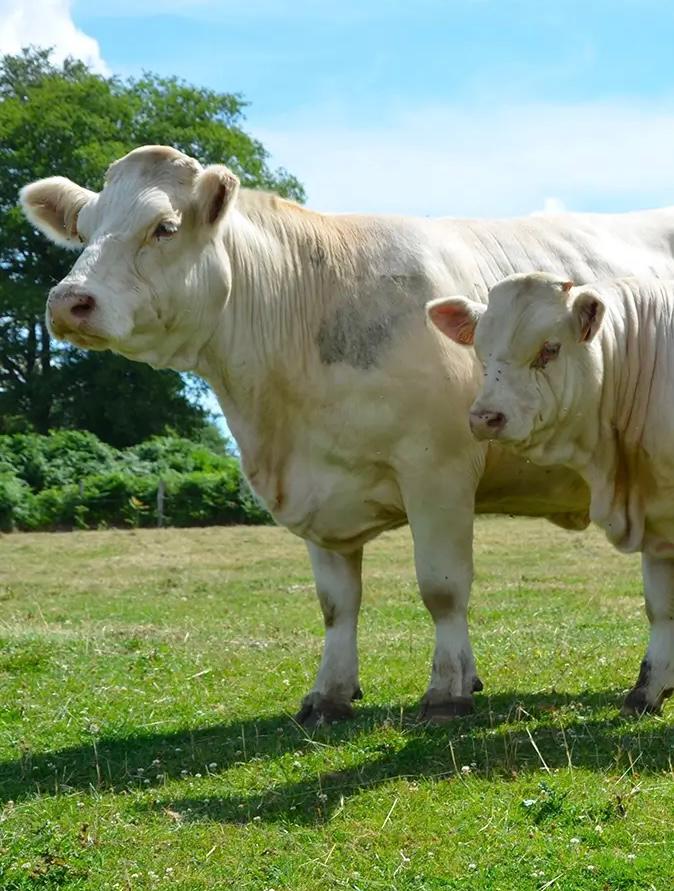 WhatsApp Image 2025-10-05 at 01.42.38 Charolais Cattle Male - Image 1