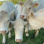 Charolais Cattle Herd