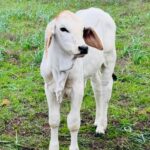 Brahman Cattle Male calf