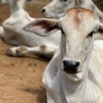 Brahman Cattle Female