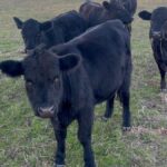 Wagyu Cattle Female calf