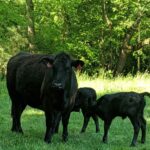 Wagyu Cattle Male calf