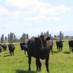 Wagyu Cattle Herd