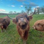Highland Cattle Female