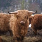 Highland Cattle Male