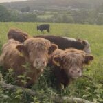 Highland Cattle Herd