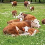 Simmental Cattle Male calf