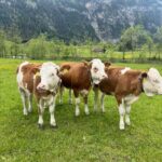 Simmental Cattle Female