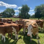 Simmental Cattle Herd