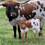 Texas Longhorn male calf