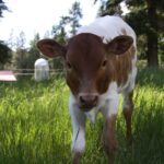 Texas Longhorn Female Calf