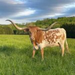 Texas Longhorn Female #1