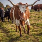 Texas Longhorn Herd