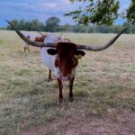 Texas Longhorn Male #1